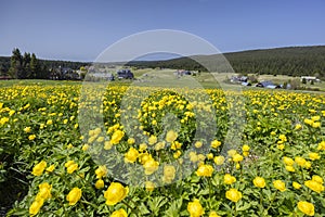 Spring landscape with Jizerka near Korenov, Northern Bohemia, Czech Republic photo