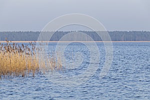 Spring landscape with lake overgrown with reeds near the coast, nature background with dry reed grass