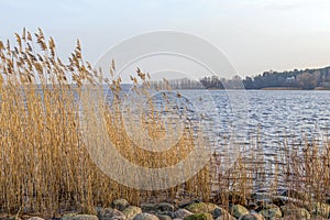 Spring landscape with lake overgrown with reeds near the coast, nature background with dry reed grass