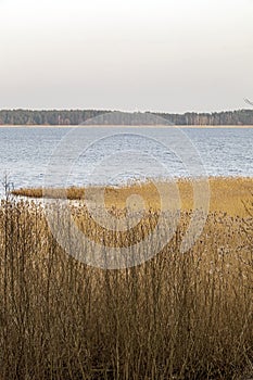 Spring landscape with lake overgrown with reeds near the coast, nature background with dry reed grass