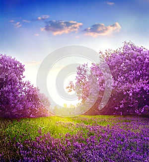 Spring landscape