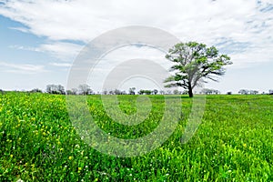Spring landscape lonely green oak tree on a green field of lush grass against a blue sky background of sun rays and