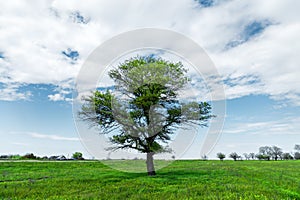 Spring landscape lonely green oak tree on a green field of lush grass against a blue sky background of sun rays and