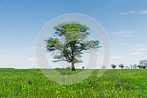 Spring landscape lonely green oak tree on a green field of lush grass against a blue sky. The concept of ecology