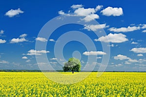 Spring Landscape, Lonely tree and Colza Field