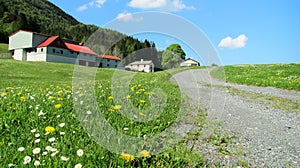 Spring Landscape with A Meadow of Wild Yellow and White Flowers and A Pathway in The Sunlight