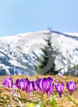 Spring landscape of mountains with of fir forest and blooming flowers violet crocuses Crocus heuffelianus on glade in mountains