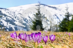 Spring landscape of mountains with of fir forest and blooming flowers violet crocuses Crocus heuffelianus on glade in mountains