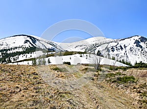 Spring landscape of mountains with hills covered of snow, glade, of fir forest and blue sky. Carpathian mountains