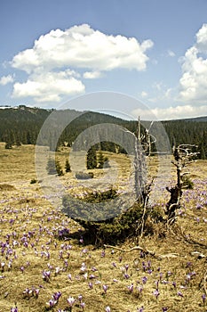 Spring landscape in th Carpathians photo