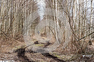 spring landscape with muddy swamp, forest road, spring, lonely traveler on a dirty wet road