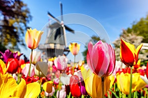 Spring landscape with multicolor tulips