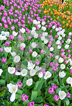 Primavera multicolore tulipani 