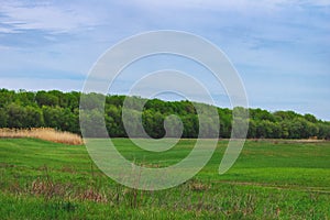 Spring landscape of nature of Russia. Forest landing near the river. Green grass and road. welcome to Russia