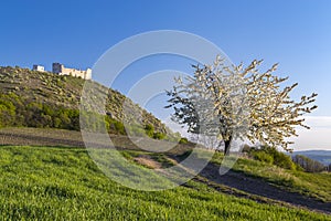 Spring landscape near Pavlov with Devicky ruins in Palava, Czech Republic