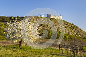 Spring landscape near Pavlov with Devicky ruins in Palava, Southern Moravia, Czech Republic