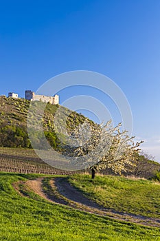 Spring landscape near Pavlov with Devicky ruins in Palava, Southern Moravia, Czech Republic