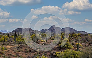A Spring Landscape In North Scottsdale AZ With Pinnacle Peak In Background