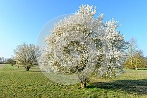 Spring landscape in an orchard with trees in bloom