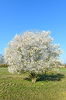 Spring landscape in an orchard with trees in bloom