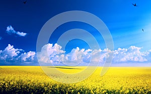 Spring landscape panorama with flowering flowers on field and blue sky