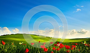 Spring landscape panorama with flowering flowers on field and blue sky