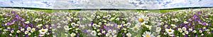 Spring landscape panorama with flowering flowers on meadow