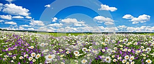 Spring landscape panorama with flowering flowers on meadow