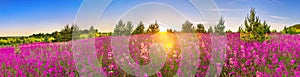 Spring landscape panorama with flowering flowers in meadow