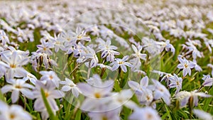 Spring landscape panorama with flowering flowers on meadow