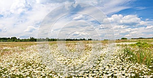 Spring landscape panorama with flowering flowers on meadow