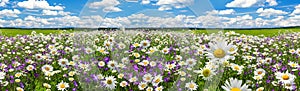 Spring landscape panorama with flowering flowers on meadow.