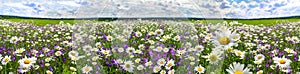 Spring landscape panorama with flowering flowers on meadow