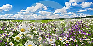 Spring landscape panorama with flowering flowers on meadow photo