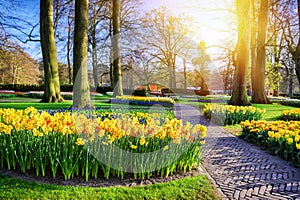 Spring landscape with park alley and yellow daffodils