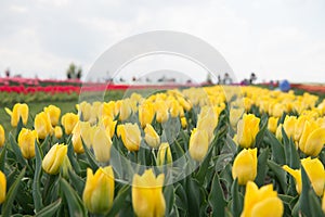 Spring landscape park. country of tulip. beauty of blooming field. Hollands tulip bloom in spring season orangery. group