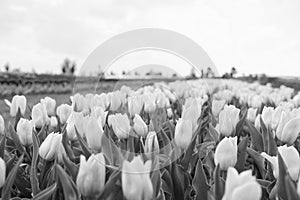 spring landscape park. country of tulip. beauty of blooming field. Hollands tulip bloom in spring season orangery. group