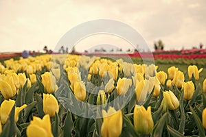 spring landscape park. country of tulip. beauty of blooming field. Hollands tulip bloom in spring season orangery. group