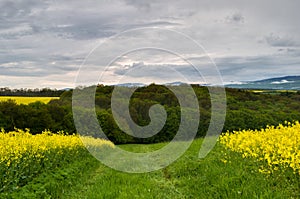 Spring landscape with path in a canola field at sunset. Forest in the background