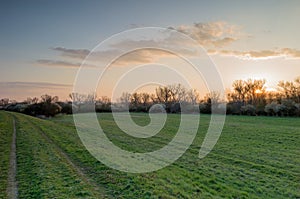 Spring landscape with path and meadow at sunset Blooming trees in the background