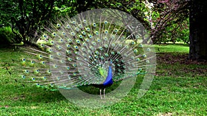 Spring Landscape with Peacock