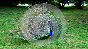 Spring Landscape with Peacock in the Park