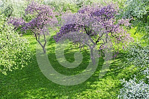 Spring landscape with pink blossoming apple tree in orchard. aerial photography