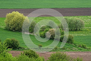 Spring landscape with plowed fields and sown photo