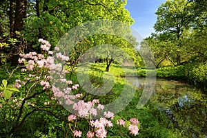 Spring landscape with pond photo