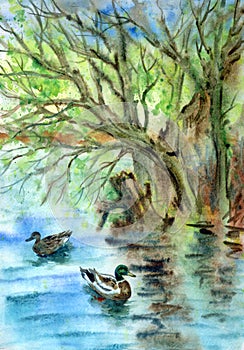 Spring landscape with a pond and ducks, watercolor