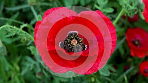 Spring Landscape with Red Poppies