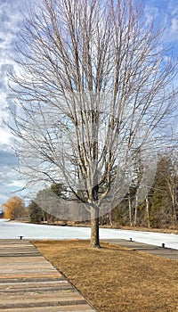 Spring landscape of a Rideau River covered with ice, tree grows on wooden pier place