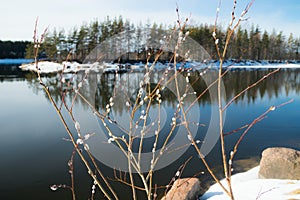Spring landscape on the river Kymijoki and pussy willow branches, Kouvola, Finland photo