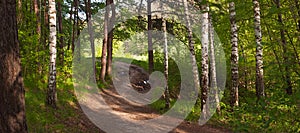 Spring landscape - road through birch forest